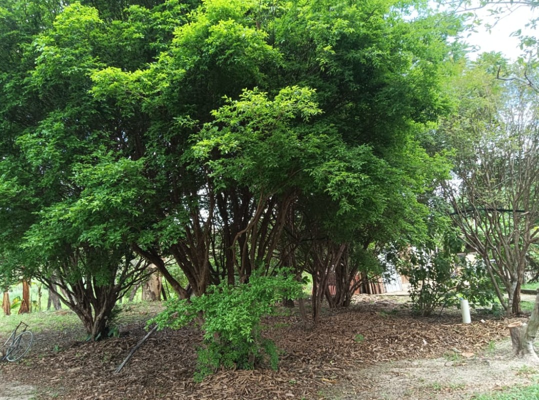 Chácara, 3 quartos, 3000 m² - Foto 24