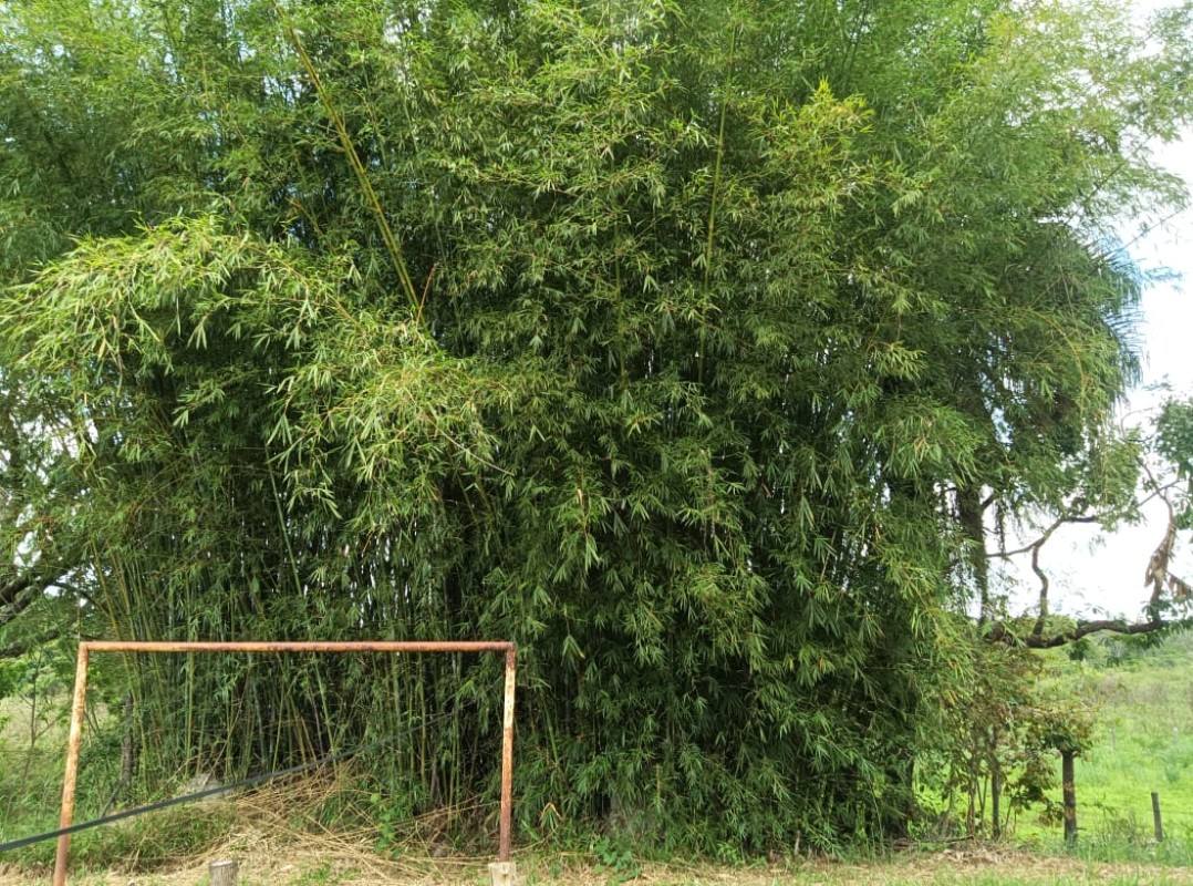 Chácara, 3 quartos, 3000 m² - Foto 22