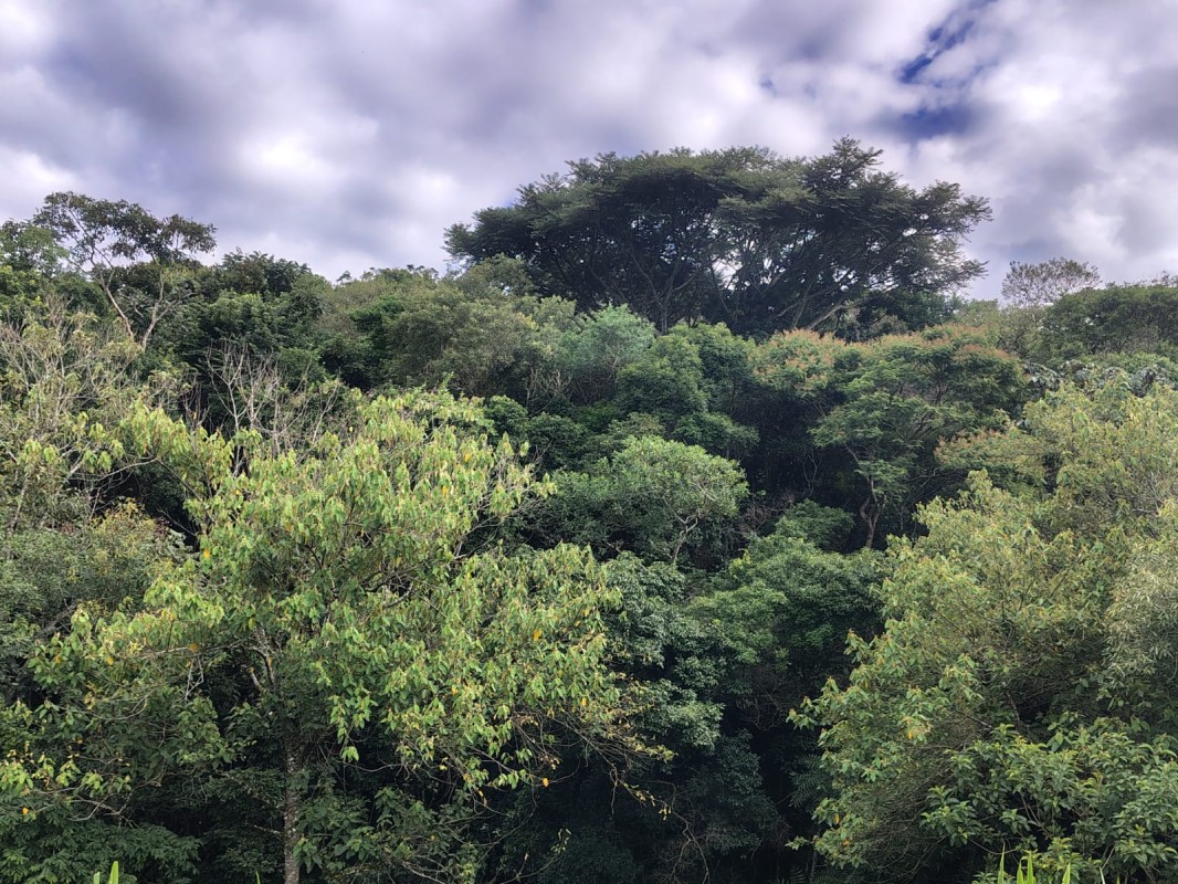 Sítio, 1 quarto, 8 hectares - Foto 6