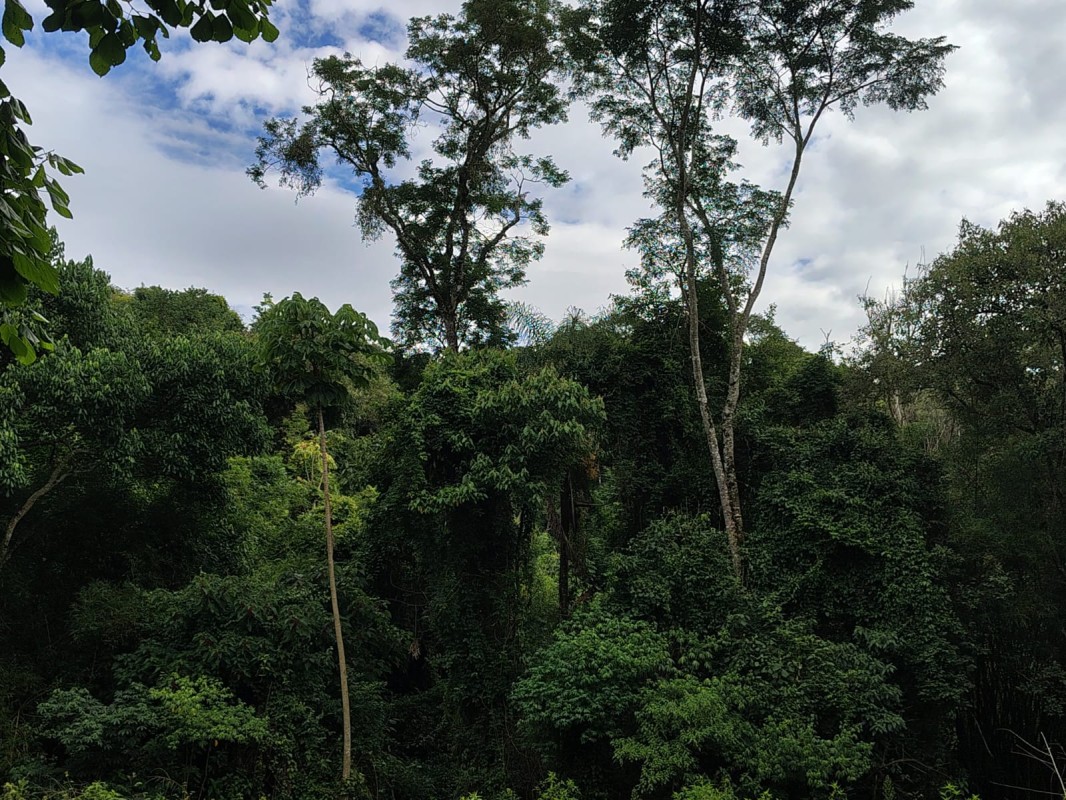 Sítio, 1 quarto, 8 hectares - Foto 5