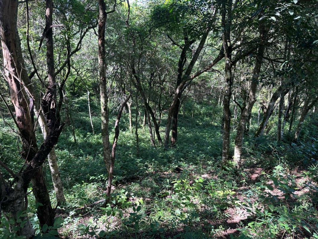 Fazenda, 1 quarto - Foto 9