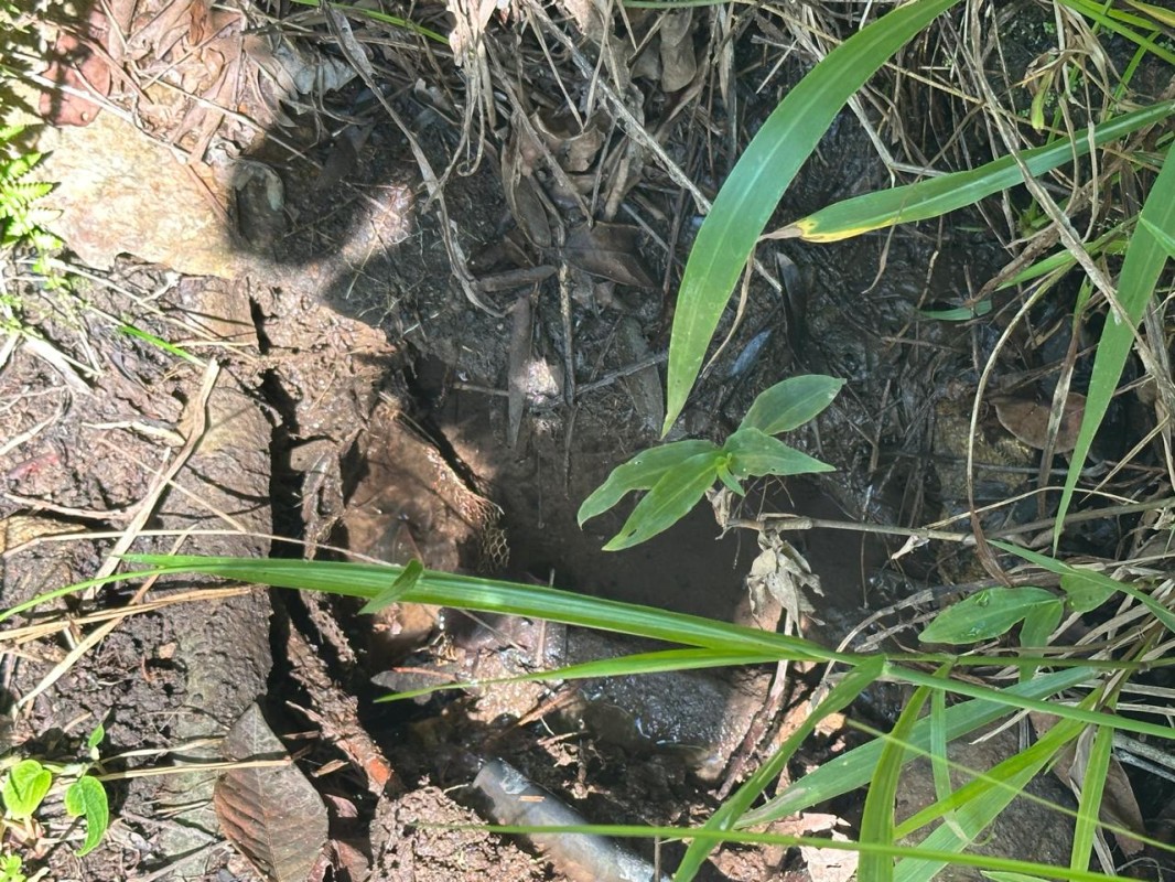 Fazenda, 1 quarto - Foto 13