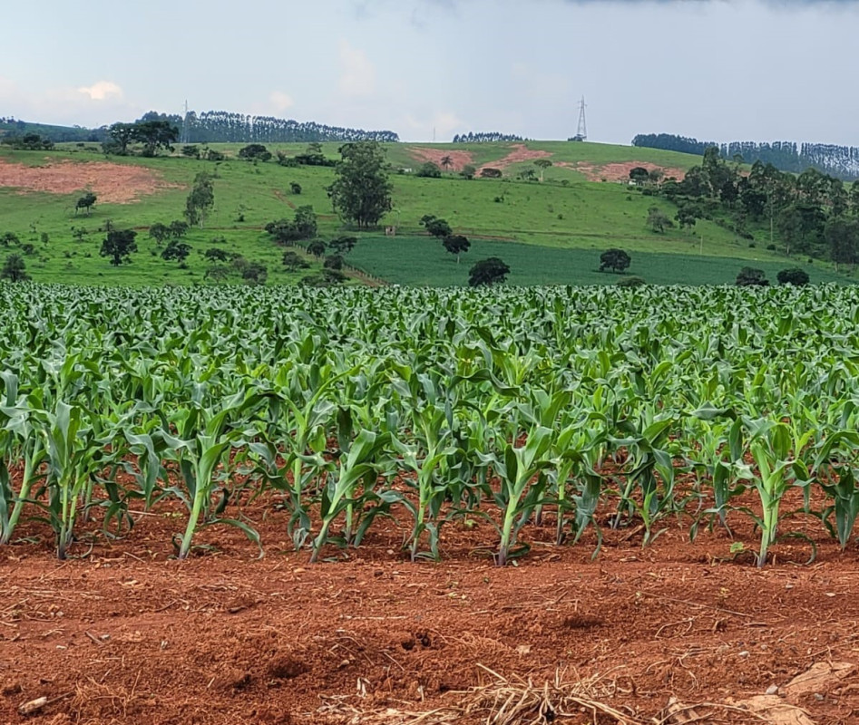 Fazenda, 210 hectares - Foto 19