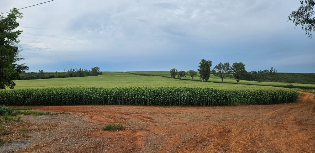 Fazenda, 210 hectares - Foto 1