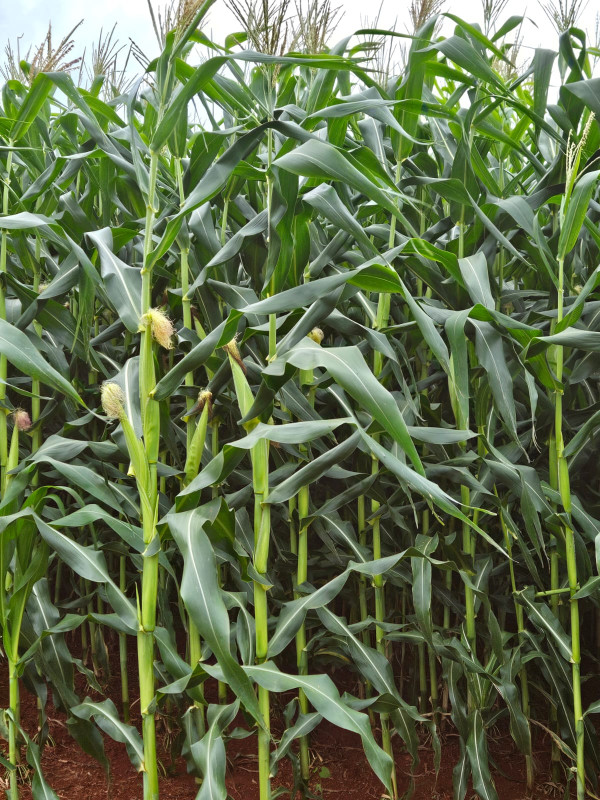 Fazenda, 210 hectares - Foto 14