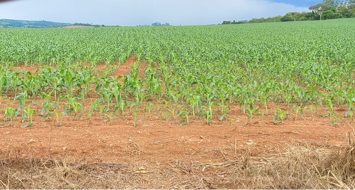 Fazenda, 210 hectares - Foto 3