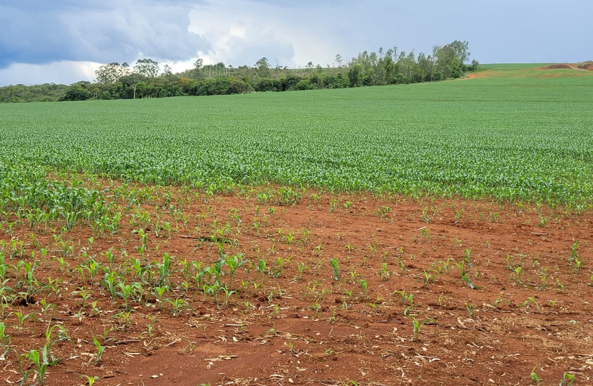 Fazenda, 210 hectares - Foto 11