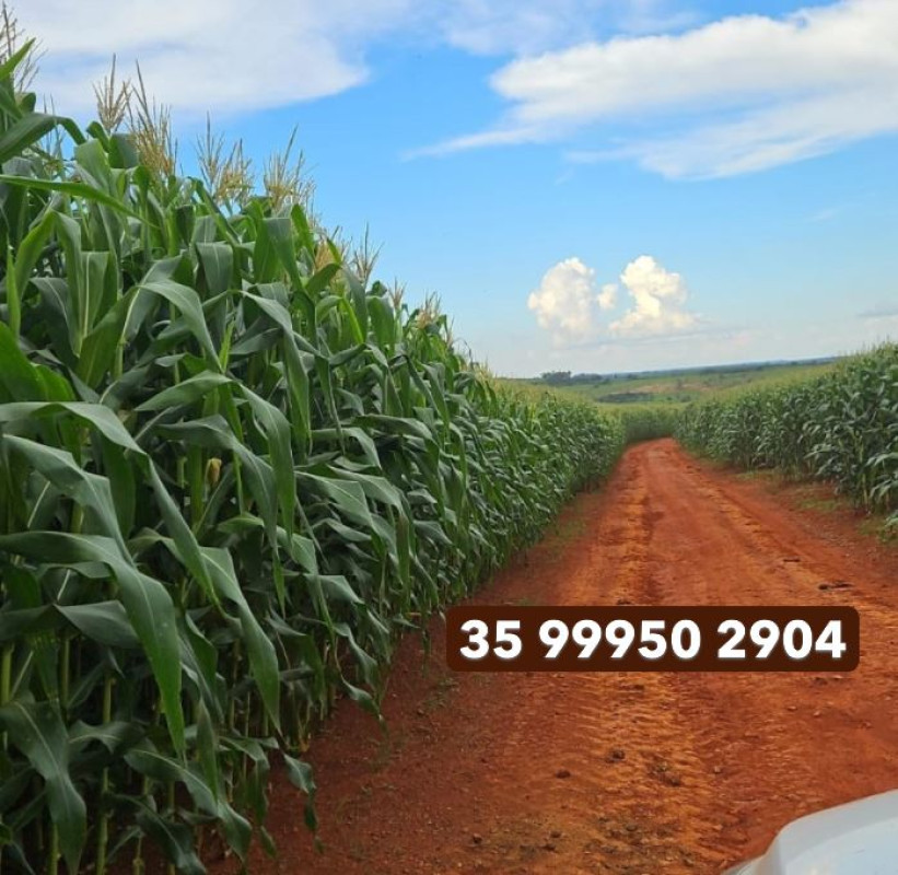 Fazenda, 210 hectares - Foto 21