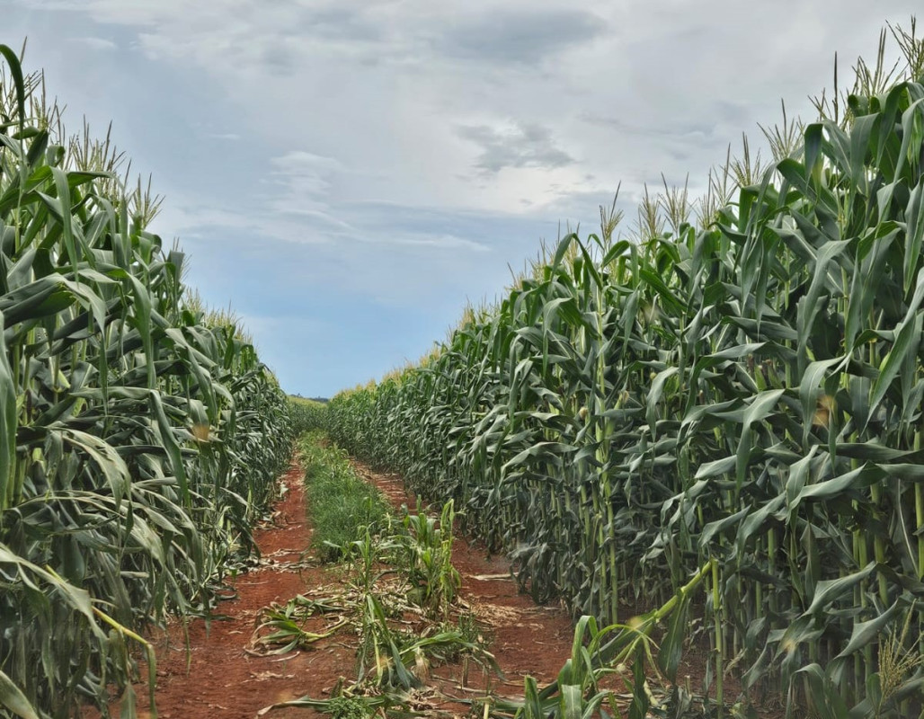 Fazenda, 210 hectares - Foto 7