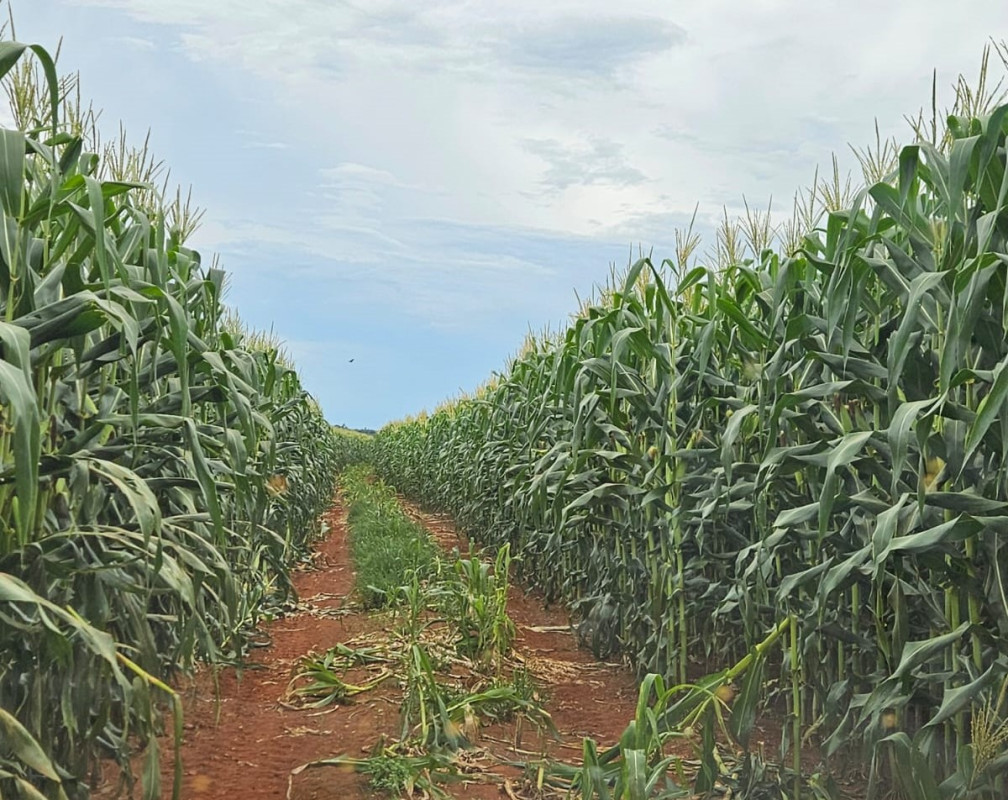 Fazenda, 210 hectares - Foto 16