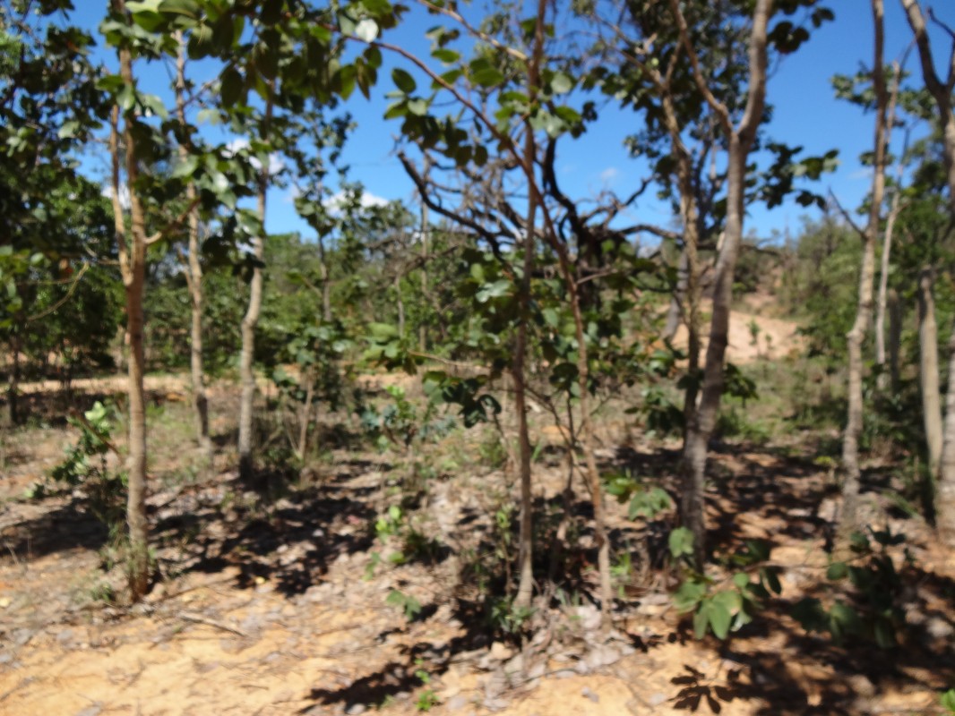 Chácara, 1 quarto - Foto 13