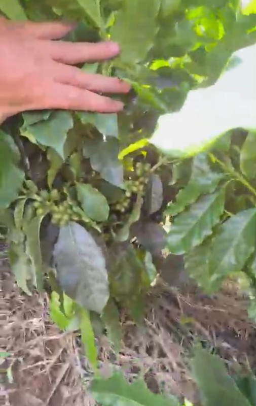 Fazenda, 54 hectares - Foto 7