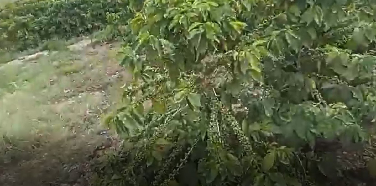 Chácara, 1 quarto, 104 hectares - Foto 1