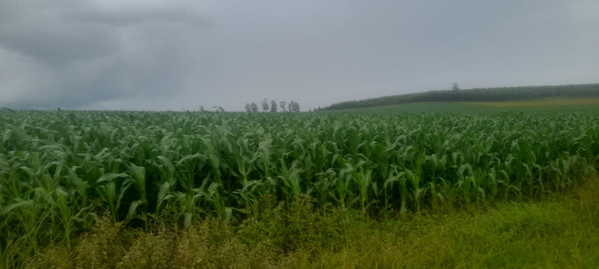 Chácara, 1 quarto, 400 hectares - Foto 1