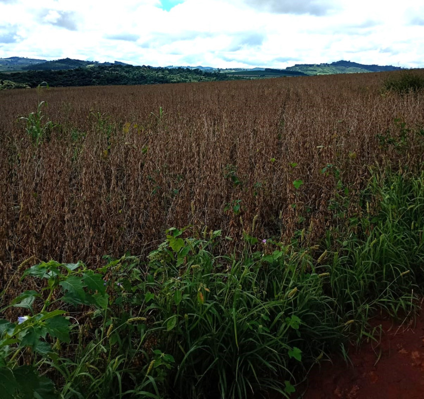 Chácara, 1 quarto, 400 hectares - Foto 4