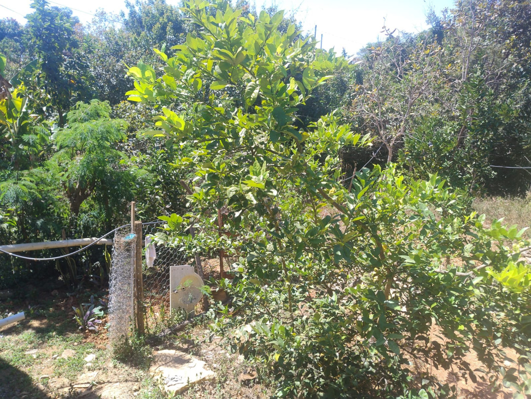 Chácara, 3 quartos - Foto 15