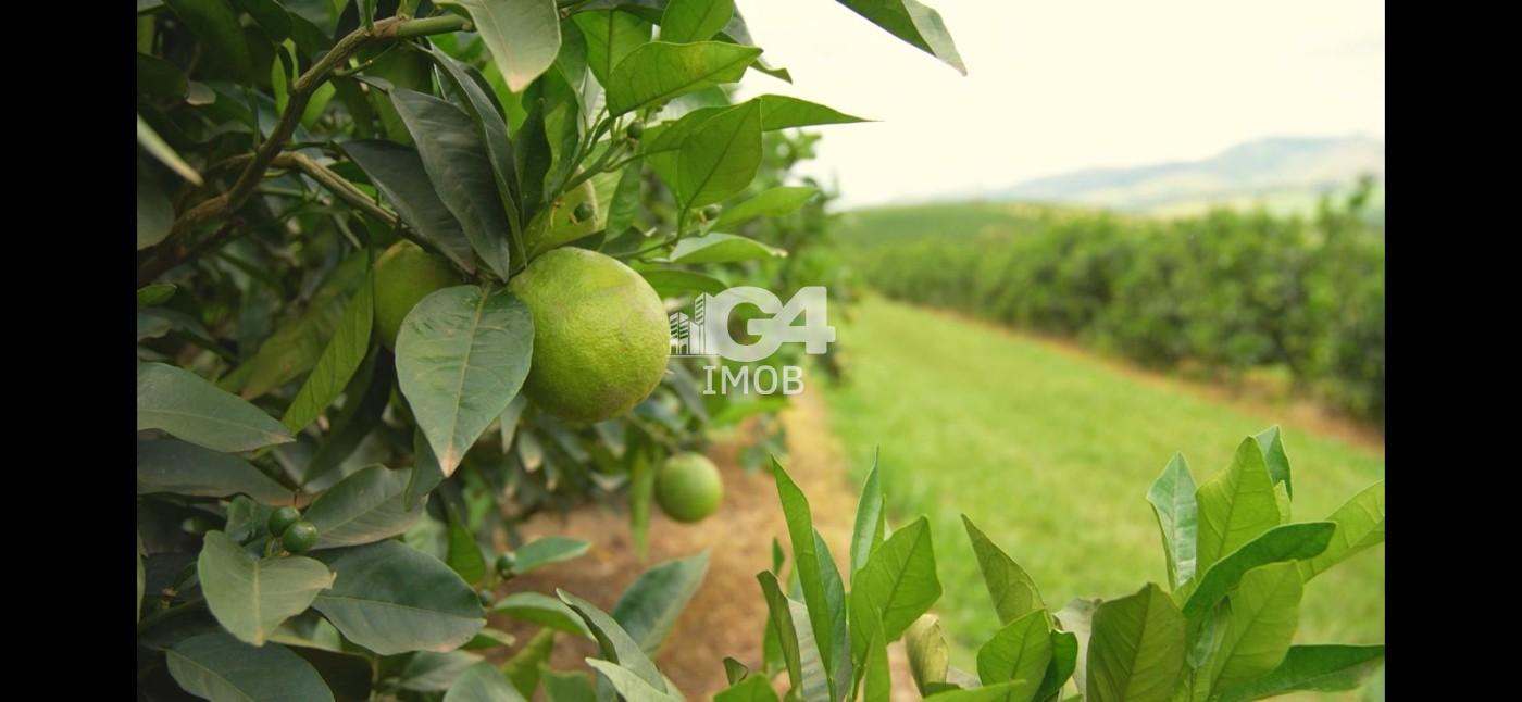 Fazenda, 324 hectares - Foto 6