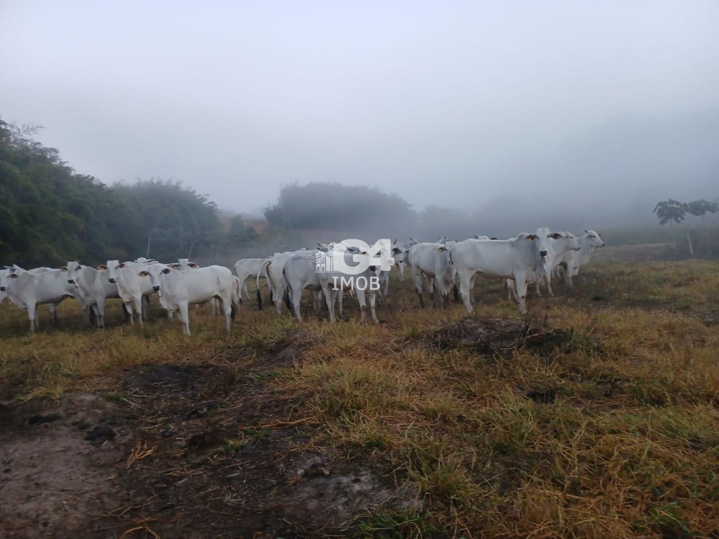 Fazenda / Sítios / Chácaras à venda em Morro Grande, Santo Antônio de Pádua - RJ