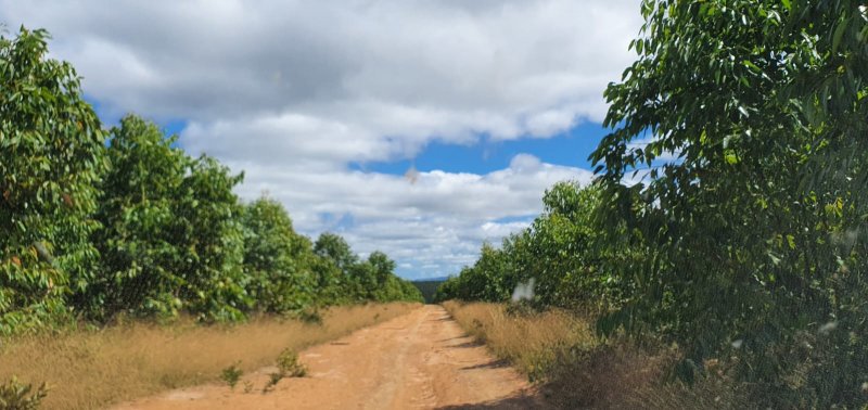 Fazenda, 146 hectares - Foto 3