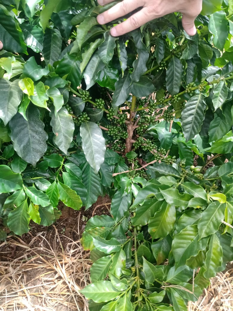 Fazenda, 146 hectares - Foto 22