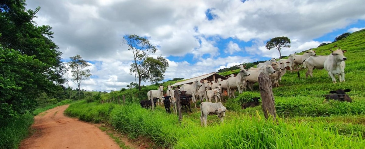 Fazenda, 300 hectares - Foto 9