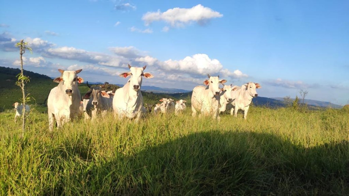 Fazenda, 300 hectares - Foto 8