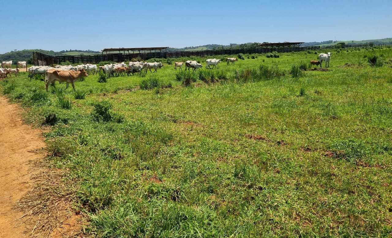 Fazenda, 177 hectares - Foto 20