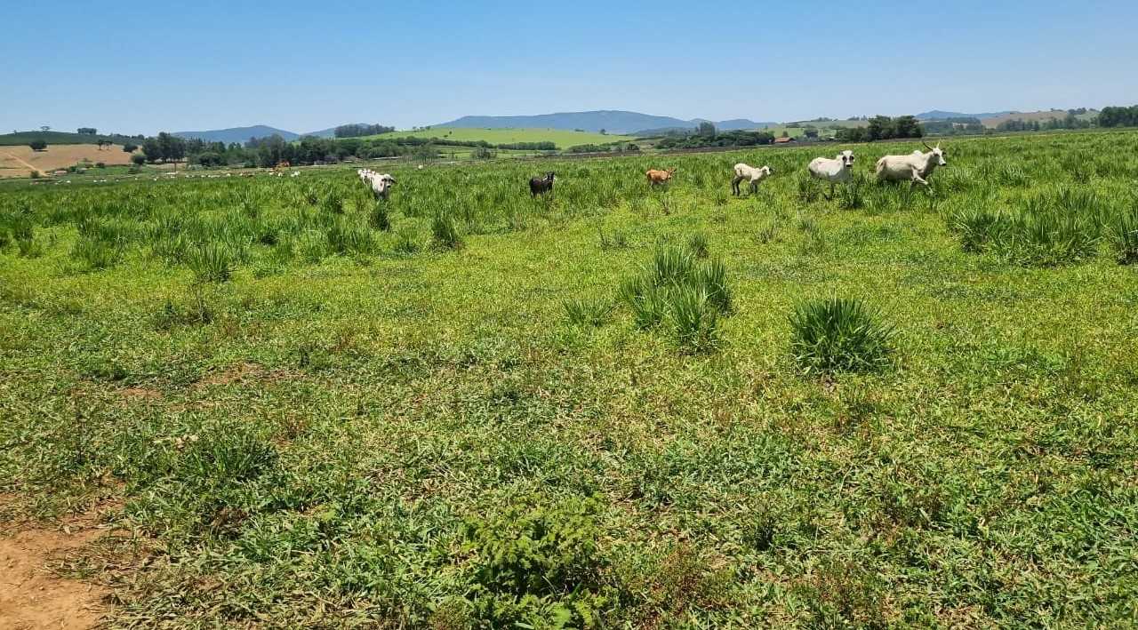 Fazenda, 177 hectares - Foto 2