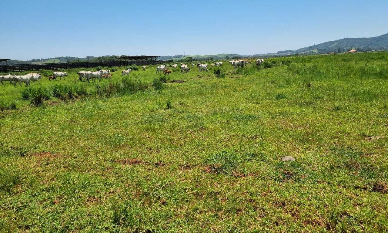 Fazenda, 177 hectares - Foto 19