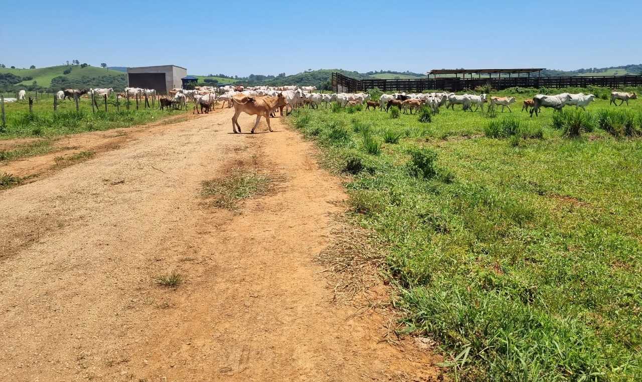 Fazenda, 177 hectares - Foto 21