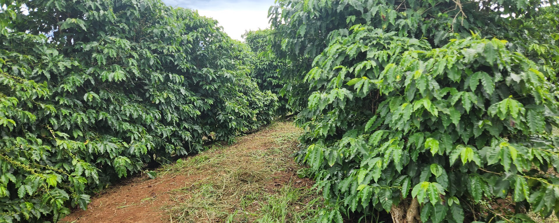 Fazenda, 680 m² - Foto 5