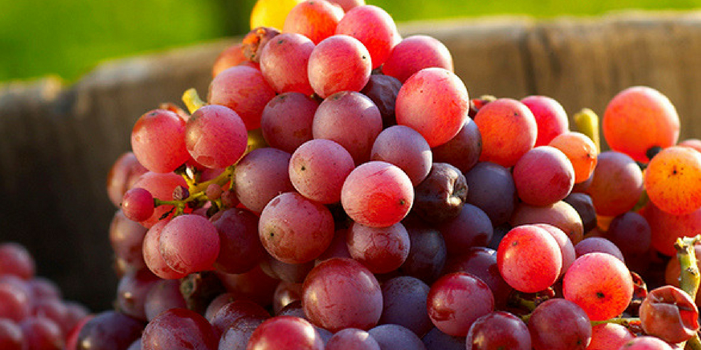 red grapes, Buy Medicine Online, Online Pharmacy Noida, Online Medicines, Buy Medicine Online Noida, Nearby Pharmacy, Purchase Medicine Online, GoMedii