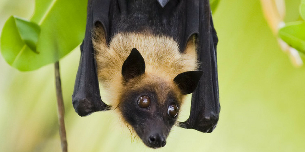 nipah virus, Buy Medicine Online, Online Pharmacy Noida, Online Medicines, Buy Medicine Online Noida, Nearby Pharmacy, Purchase Medicine Online, GoMedii