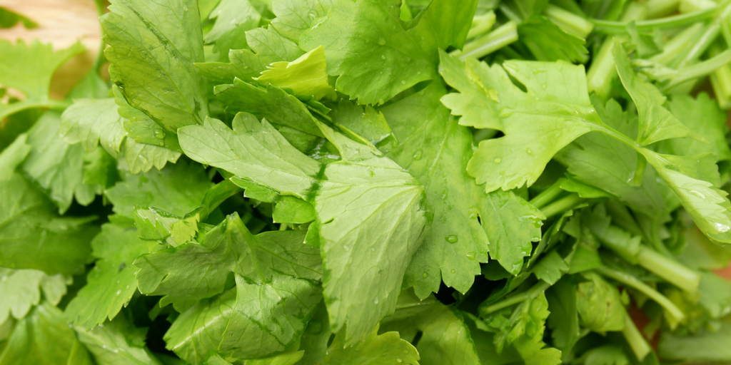 coriander, Buy Medicine Online, Online Pharmacy Noida, Online Medicines, Buy Medicine Online Noida, Nearby Pharmacy, Purchase Medicine Online, GoMedii