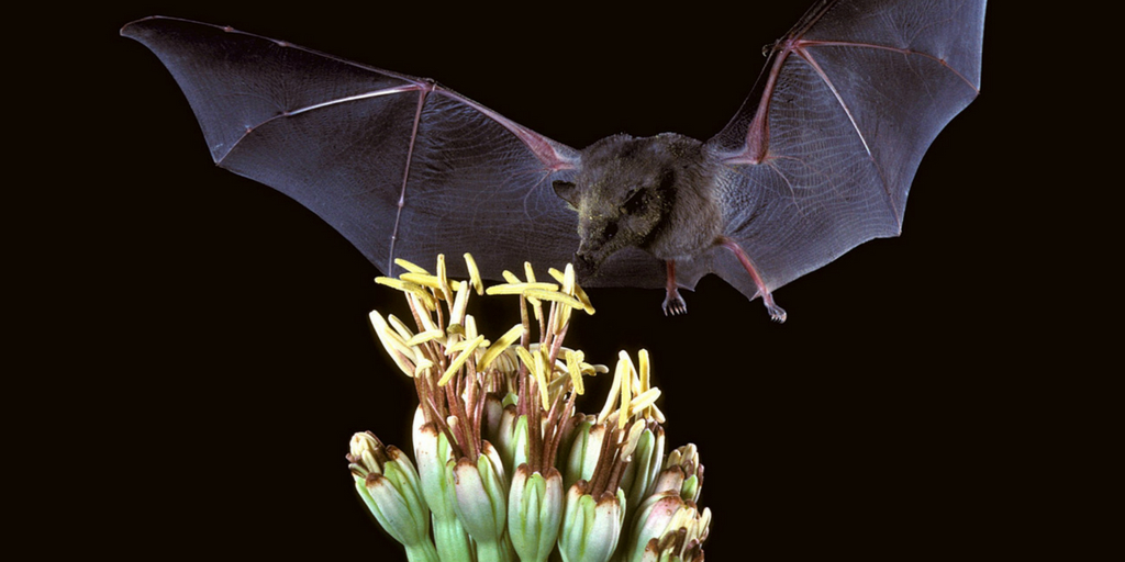 nipah virus, Buy Medicine Online, Online Pharmacy Noida, Online Medicines, Buy Medicine Online Noida, Nearby Pharmacy, Purchase Medicine Online, GoMedii