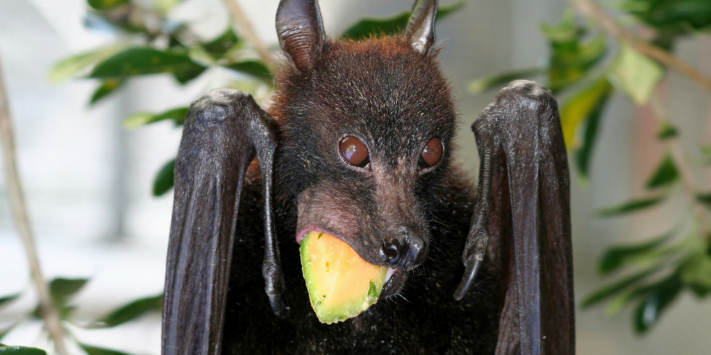 Nipah Virus, Buy Medicine Online, Online Pharmacy Noida, Online Medicines, Buy Medicine Online Noida, Nearby Pharmacy, Purchase Medicine Online, GoMedii