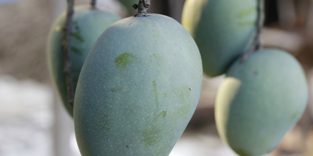7 great benefits of raw mango, Order Medicine Online Online Pharmacy India Medicine Store Online Medical Store Purchase Medicine Online Medicine Online Online Pharmacy Noida Online Chemist Crossing Republic Online Medicines Buy Medicine Online India Online Pharmacy Gaur City