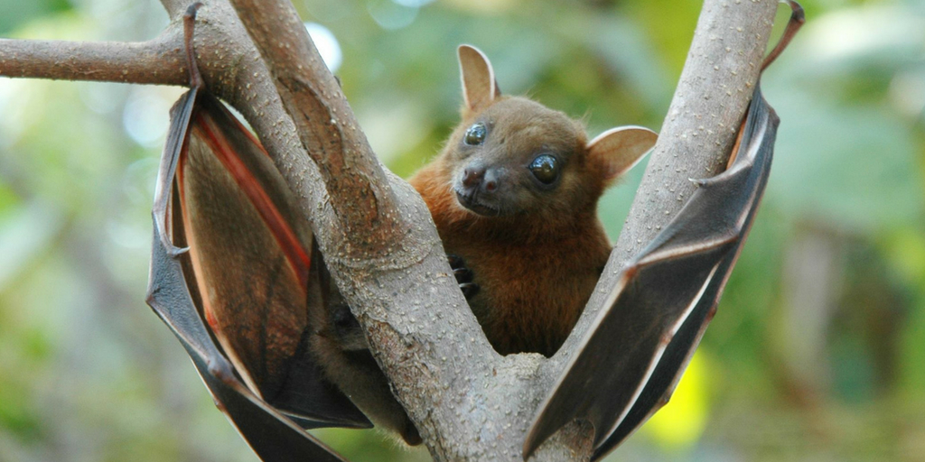 nipah virus symptoms and treatments, Order Medicine Online Online Pharmacy India Medicine Store Online Medical Store Purchase Medicine Online Medicine Online Online Pharmacy Noida Online Chemist Crossing Republic Online Medicines Buy Medicine Online India Online Pharmacy Gaur City