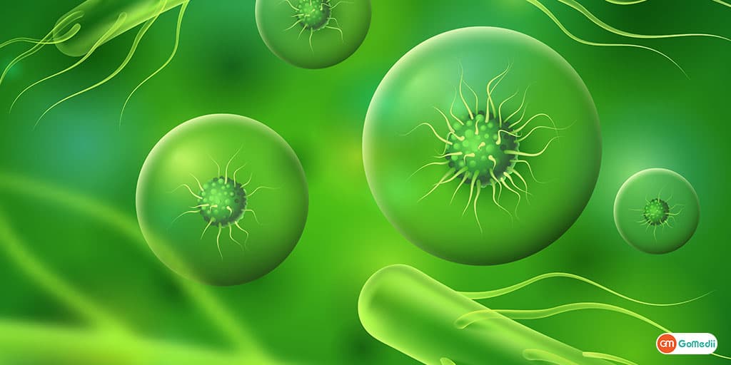 bacteria