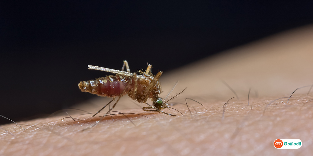 chikungunya se bachne ke upay in hindi