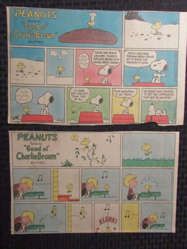 1977 PEANUTS Featuring Charlie Brown Sunday 1/2 pg. Comic Strip LOT of 8 VG (CC)