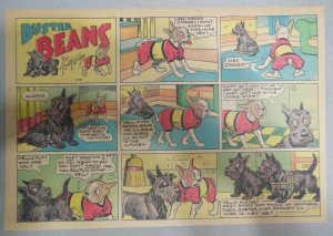 Buster Beans Dog Comic Strip ! by Robt. L Dickey ?/1936 Size: 11 x 15 inches