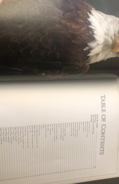 Illustrated bald eagle Denny Rogers,96p