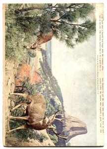 Cisco Kid #7  1952 - Dell  -G/VG - Comic Book