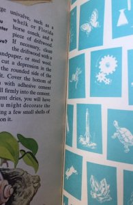 The how and why wonder book of seashells, 1961,mint