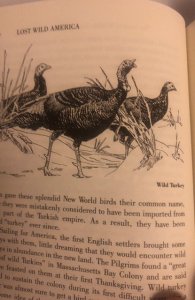 Last wild America story of our extinct invention wildlife 265P