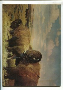 Cisco Kid #3 1951-Dell Robert Jenny art-painted cover-VG/FN