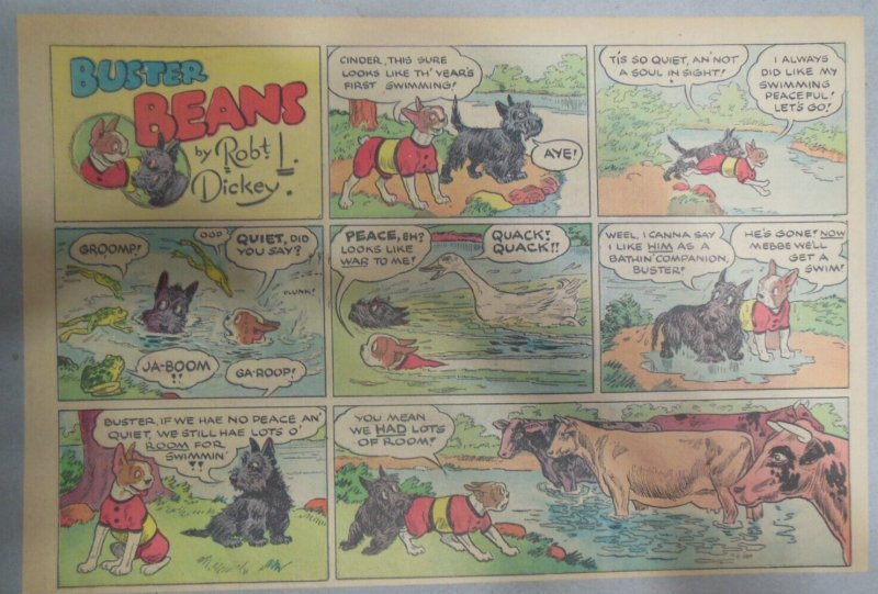 Buster Beans Dog Comic Strip ! by Robt. L Dickey ?/1936 Size: 11 x 15 inches