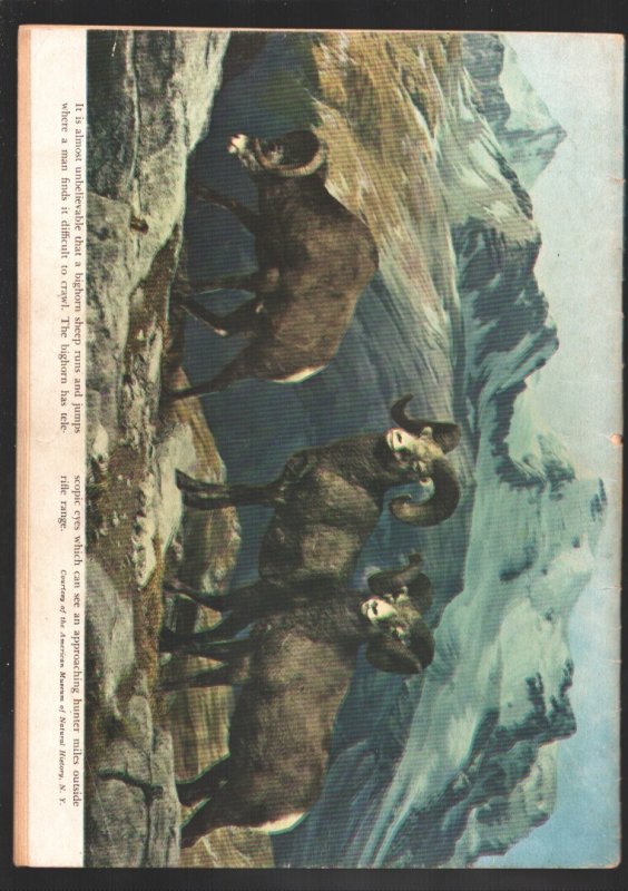 Cisco Kid #5  1951 - Dell  -G/VG - Comic Book