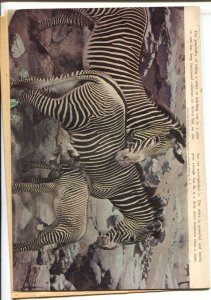 Tarzan #30  1952 - Dell  -VG/FN - Comic Book